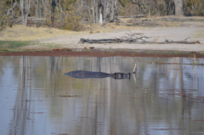 Día 7:Daytrip en Moremi GR - Botswana y Cataratas Victoria. Viaje por libre de 19 dias (4)
