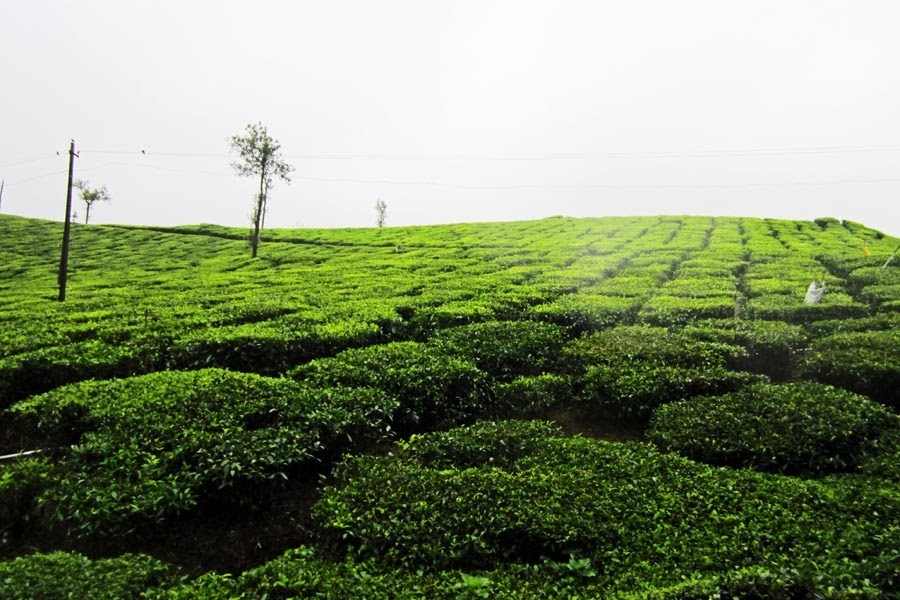 Stock Pictures Tea Gardens in Kerala