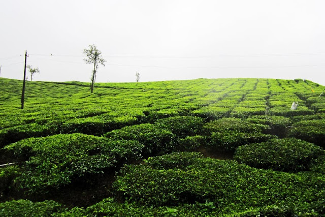 tea plants on a tea plantation