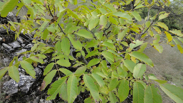 Walnut plant – Jugulans regia - Medicinal uses