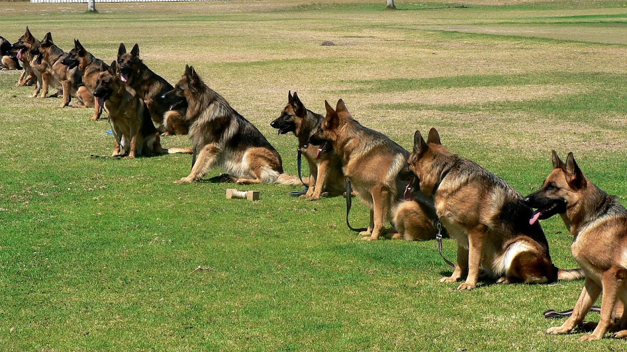 How To Train German Shepherd Puppy German Choices