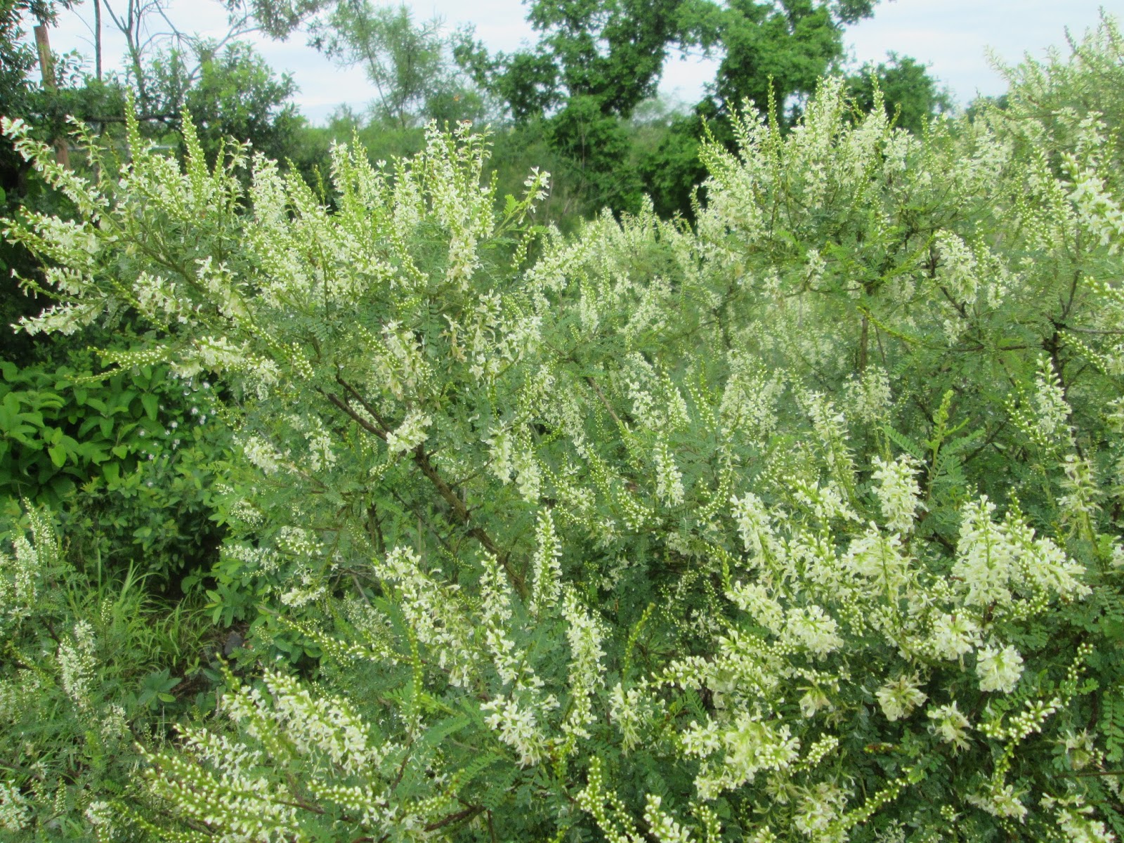 Consultoria Experta en negocios de Agricultura, Ganaderia y Forestales ...