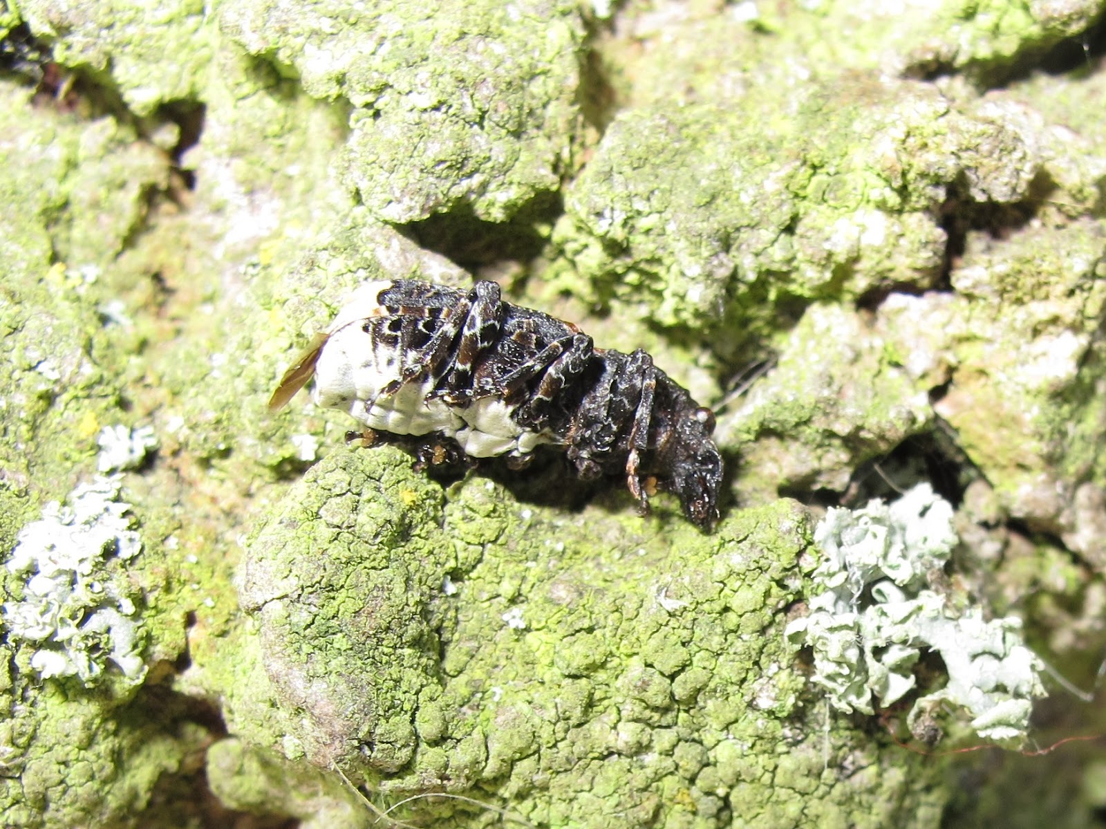 BugBlog The bird poo beetle