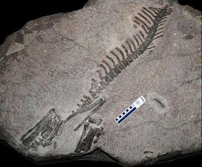 Koreaceratops fossil