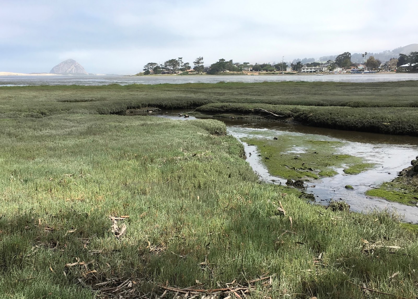 BIRDING THE CENTRAL COAST Sweet Sweet Springs