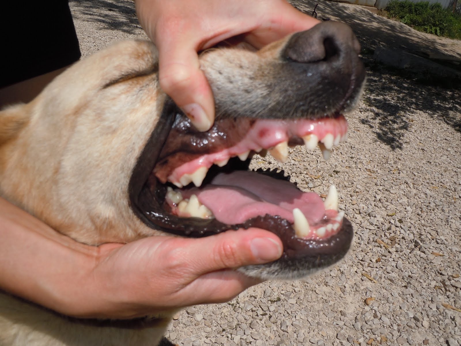 Practical PetVet® When It Comes to Chew Bones I'm a Big Meanie