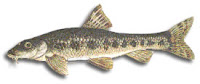 gudgeon fish