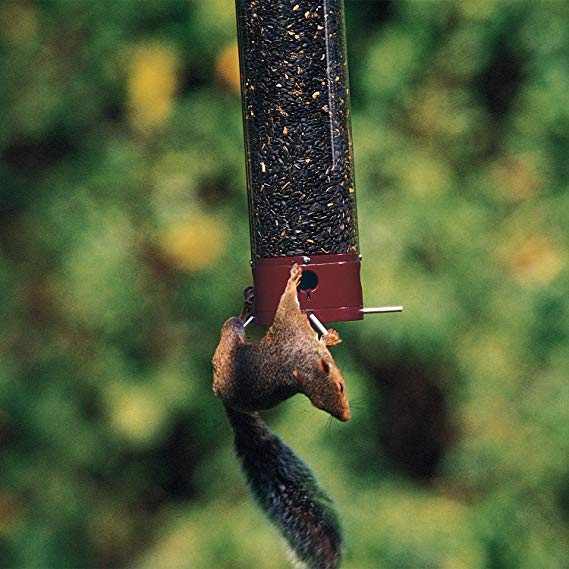 best squirrel proof bird