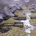 You are Most Likely Consuming Bleached and Chemical Laden Garlic from China. Here is How to Spot It
