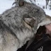 Φιλιά και αγκαλιές από έναν τεράστιο λύκο...