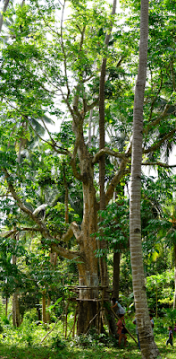 Manila Elemi tree with resin harvesting