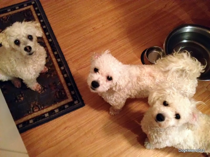 Me and my dogs in Halifax, Nova Scotia Nature's Harvest Natural