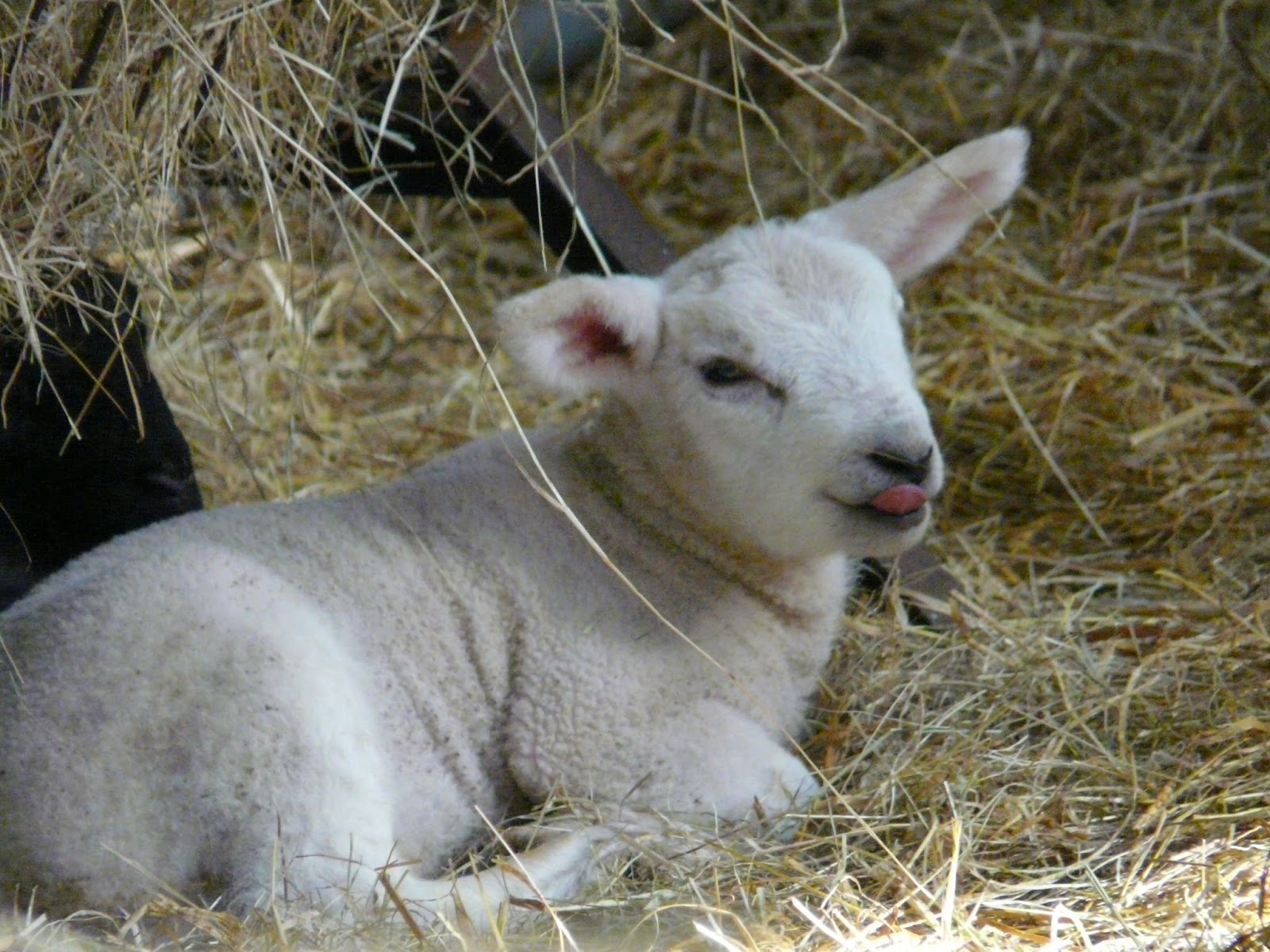 Eye Diseases in Lambs