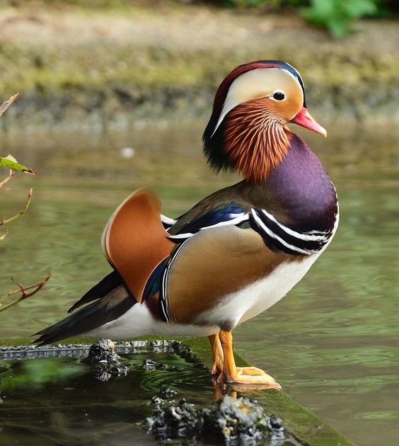 Mandarin duck Colorful Bird Information and Pictures Pets