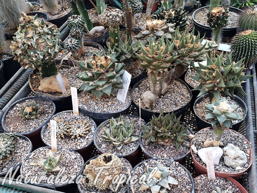 Colección de cactus del género Ariocarpus