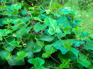  สมุนไพรรักษาโรคเบาหวาน Thai Herb สรรพคุณและประโยชน์ โทษ ผลข้างเคียง สมุนไพรรักษาโรค แคปซูล โรคเบาหวาน ลดน้ำตาลในเลือด สมุนไพรเบาหวาน  ราคาถูก ราคาส่ง