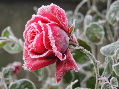 image rose glacée