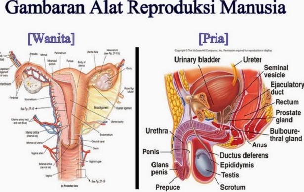 Sistem Reproduksi Pada Manusia Lengkap Alat Reproduksi Wanita Dan Pria Kelenjar Dan Penyakit Pada Sistem Reproduksi Manusia Reproductive System Of Humans Berbagaireviews Com