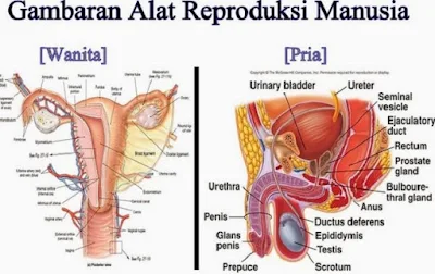 Sistem Reproduksi pada Manusia - berbagaireviews.com