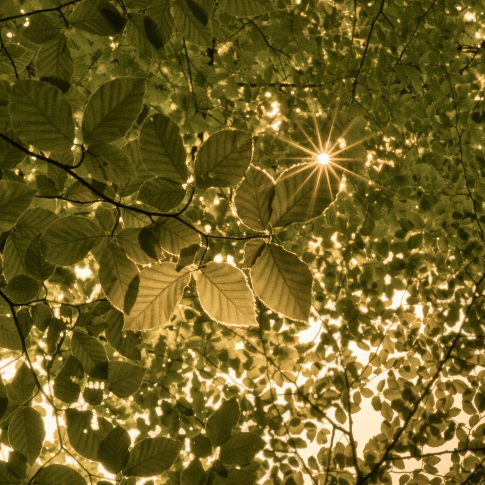 A Year of Being Here Pablo Neruda "Ode to Enchanted Light"