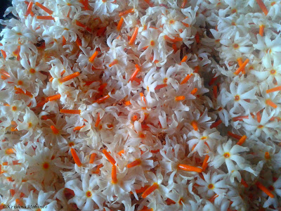 Image: Parijat flowers