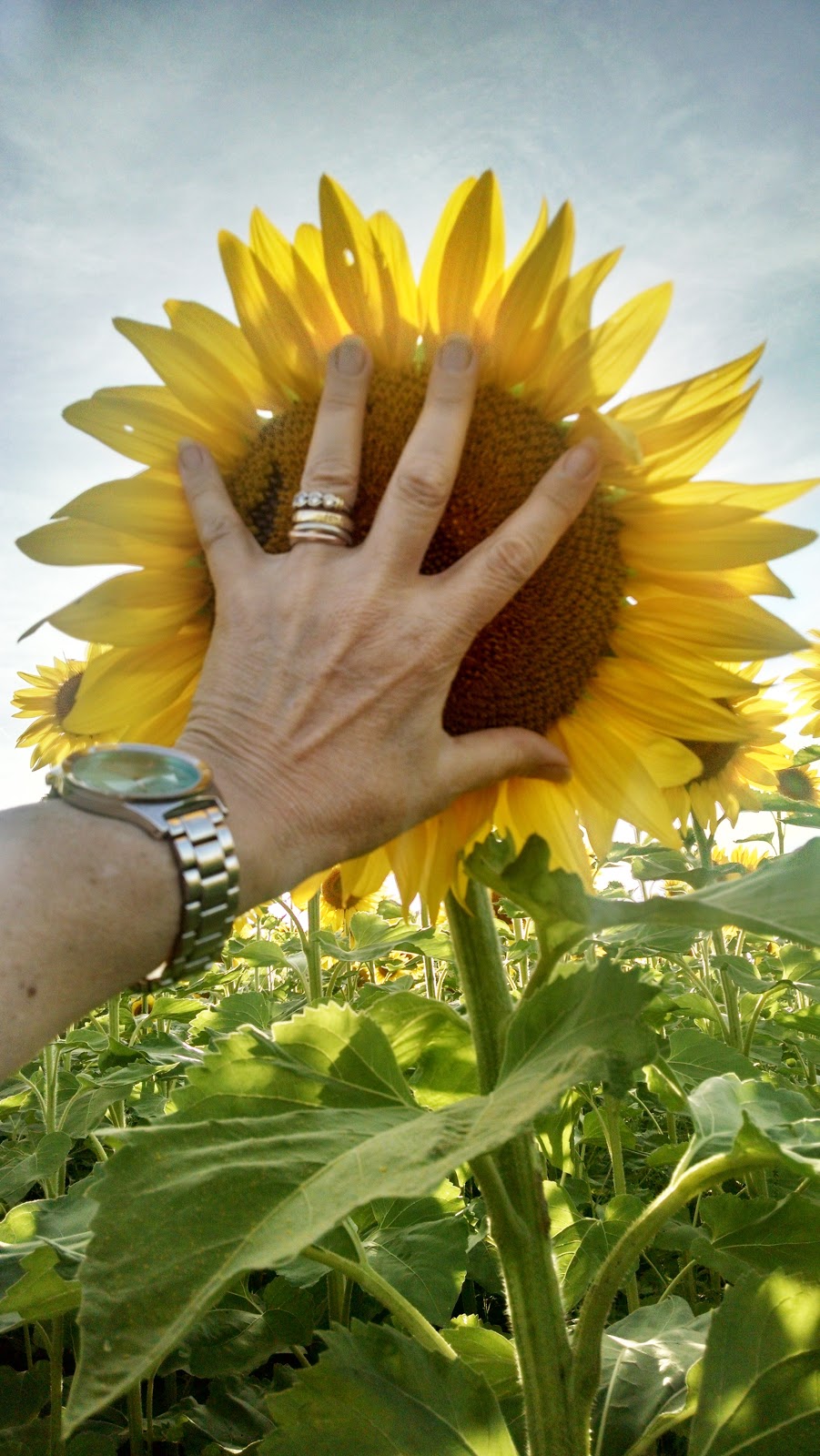Musings of a Vintage Junkie The Magnificent Sunflower