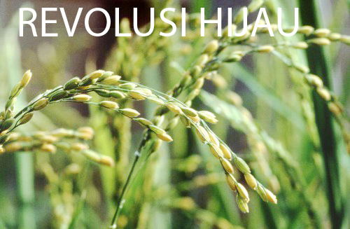 Revolusi Hijau Pada Masa Orde Baru Dengan
