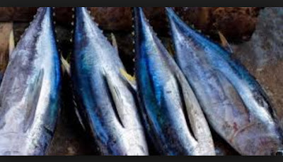 Manfaat dan Kandungan Gizi Ikan Tuna