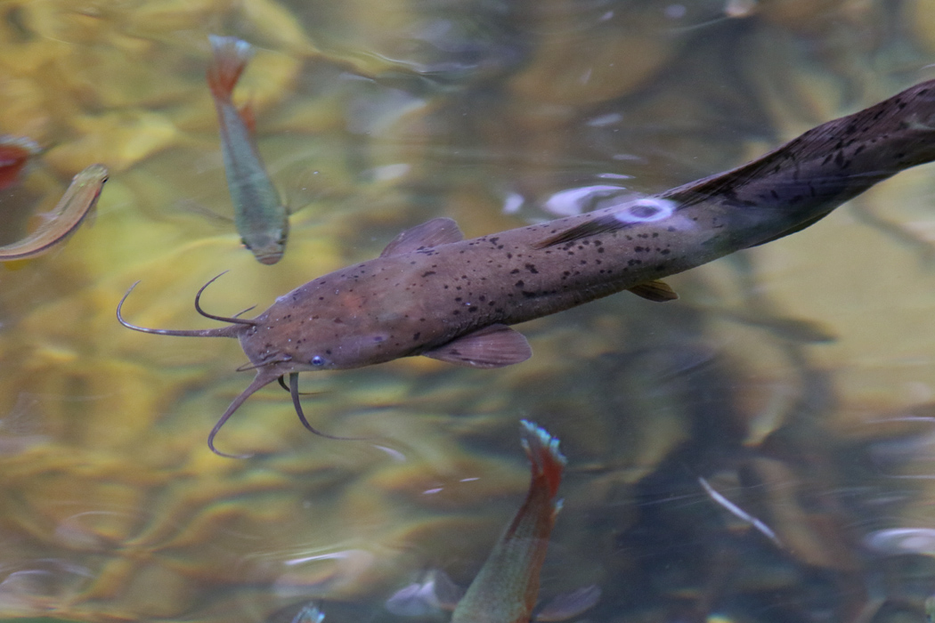 Clarias brachysoma Walking catfish Magura FRESHWATER FISHES OF