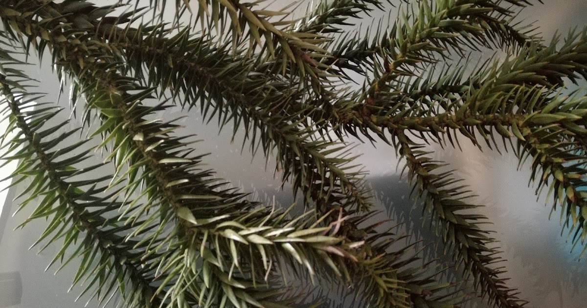 Araucária Eucalipto Samambaia E Orquídea Não Exemplos Respectivamente De