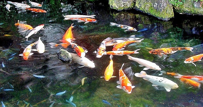 Filter Terbaik untuk Kolam Ikan Koi Akuarium Ikan Hias Filter Terbaik untuk Kolam Ikan Koi Akuarium Ikan Hias