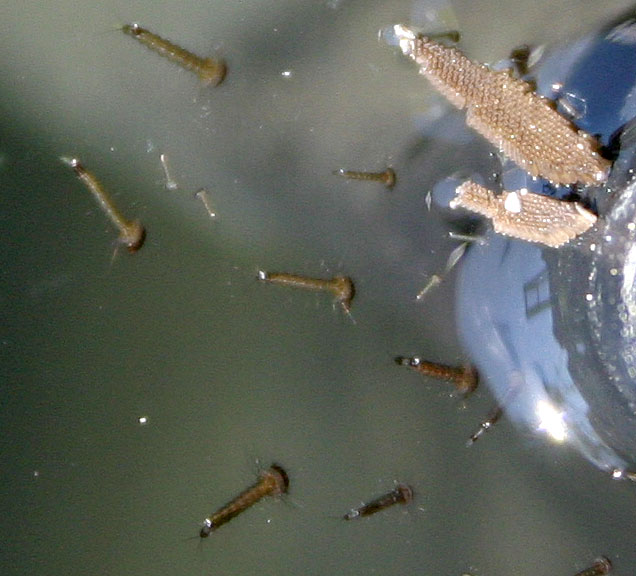 Great Little Minds Barrel pond 23/04/2011