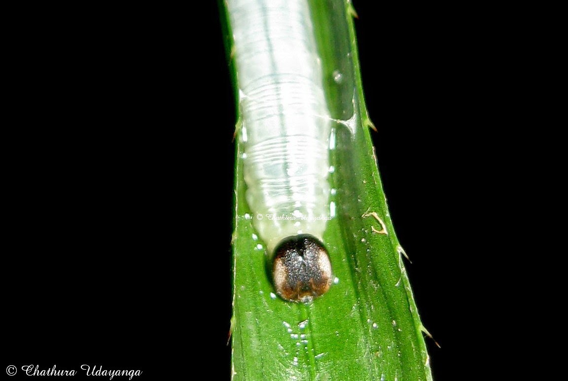 Nature Of Srilanka: Tree Flitter (Hyarotis adrastus adrastus) - රුක්සැරියා
