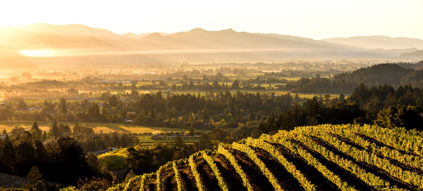 7 Best Wineries in Napa Valley