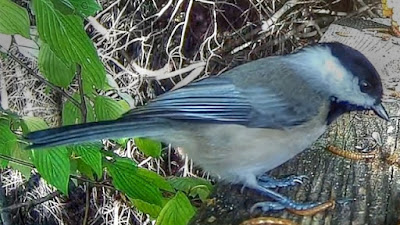 Chickadee