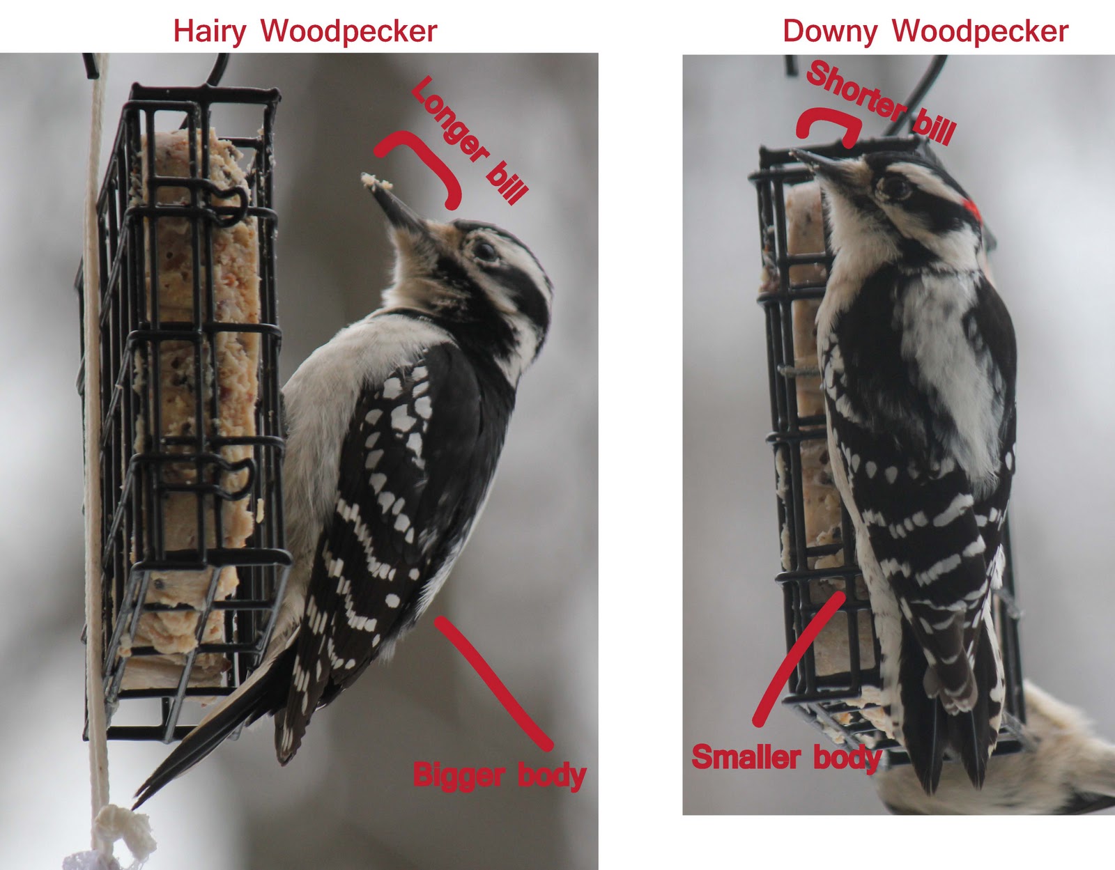 One Bird A Day: Day 22: Hairy Woodpecker