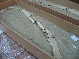 Picando piedras: Fósil de bisonte da claves sobre primeros cazadores