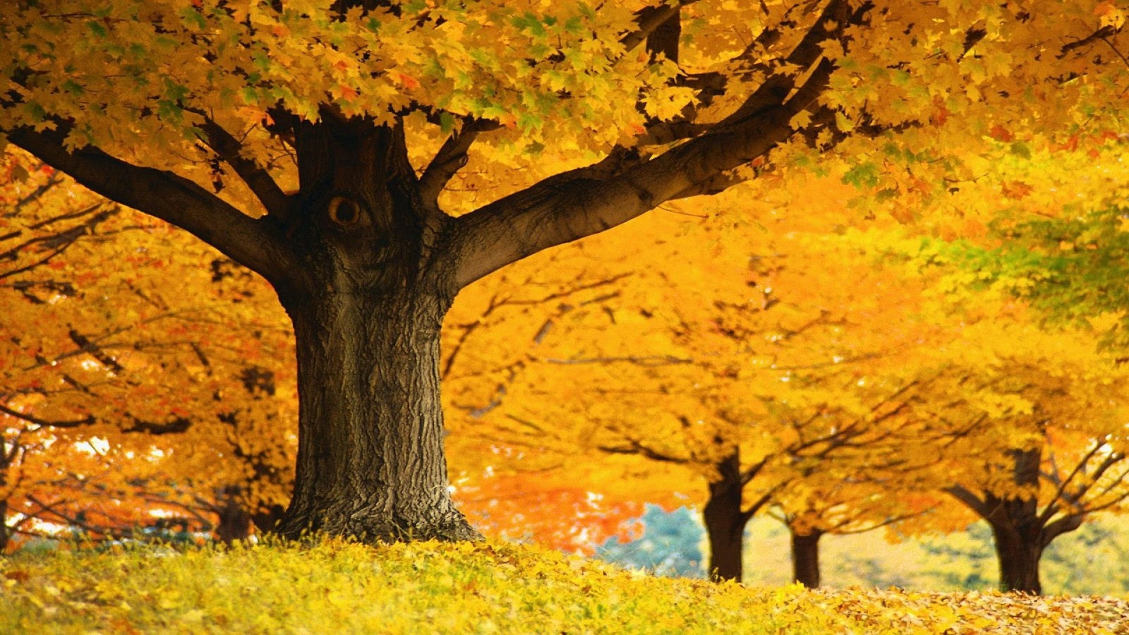 fond ecran automne fonds d 233 cran automne fonds d 233 cran hd fond ecran automne fonds d 233 cran automne fonds d 233 cran hd