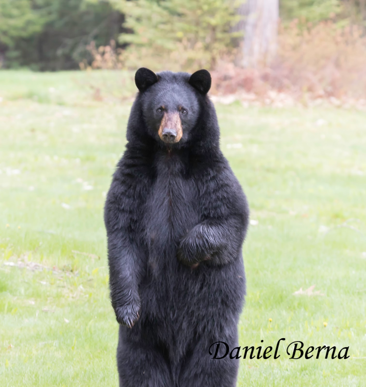 Daniel Berna Photography Black Bears Newbury, Vermont