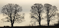 tree winter silhouettes