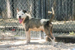 9/3/12 Is Lord Scruffington Dead or Alive? Please Contact Shelter to SAVE HIS PRECIOUS LIFE!