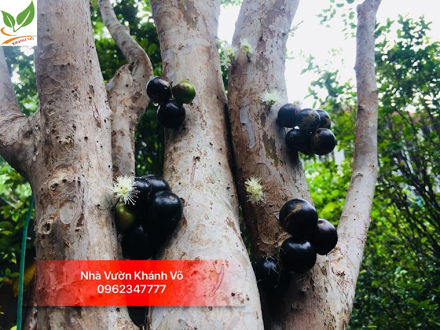 nho thân gỗ được du nhập và phù hợp với khí hậu nhiệt đới Việt Nam -qua-nho-than-go
