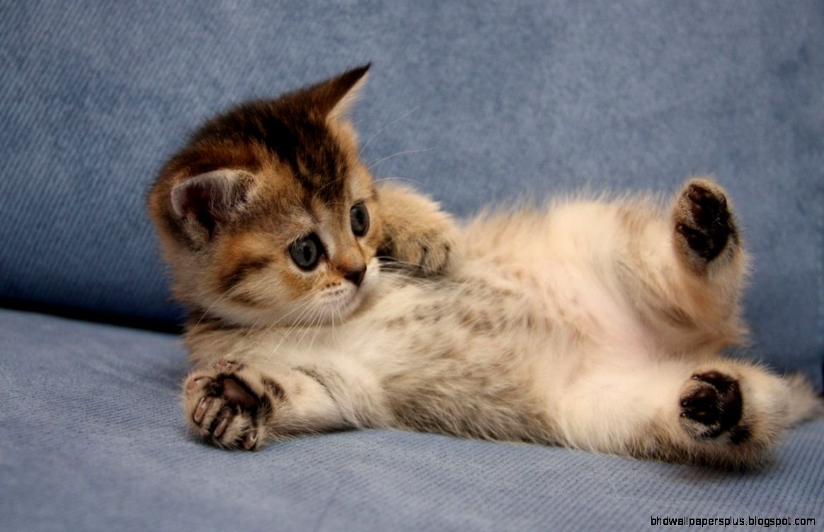 Very Cute Cats and Kittens