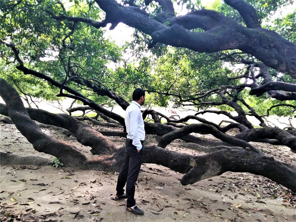 World's largest mango tree History and Travelworld heritage BD