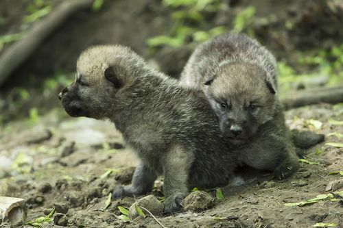 White Wolf : Arctic Wolf Pups Can Howl With The Best of Them (Photos ...