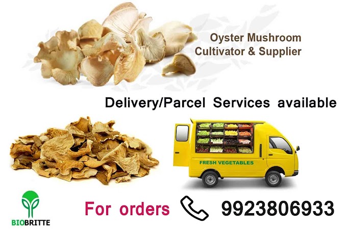 Oyster Mushroom Cultivator and Grower in Kolhapur 