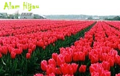  Bunga  Tulip  Merah Koleksi Foto Alam Mentari