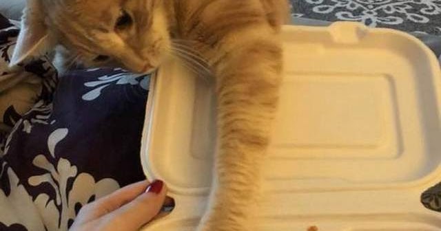 Funny cats - part 344 (40 pics + 10 gifs)