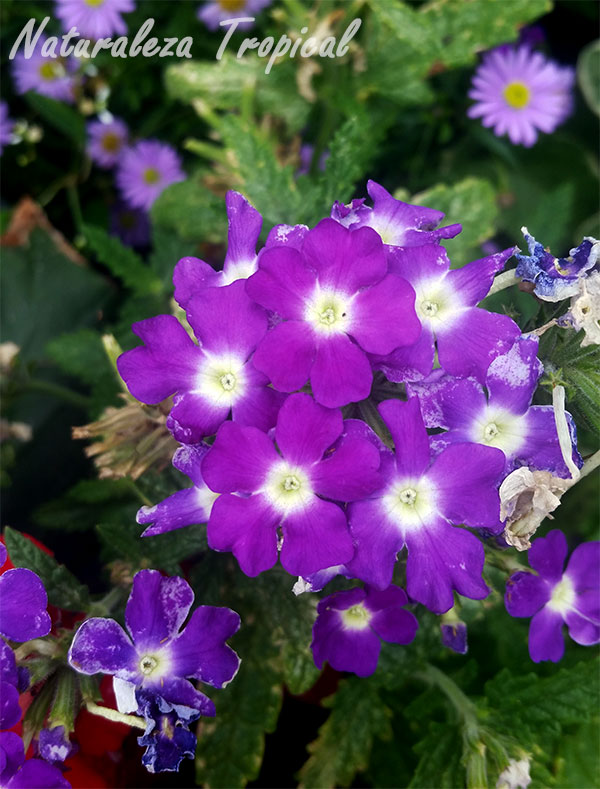 Otro tono de morado en flores de verbenas