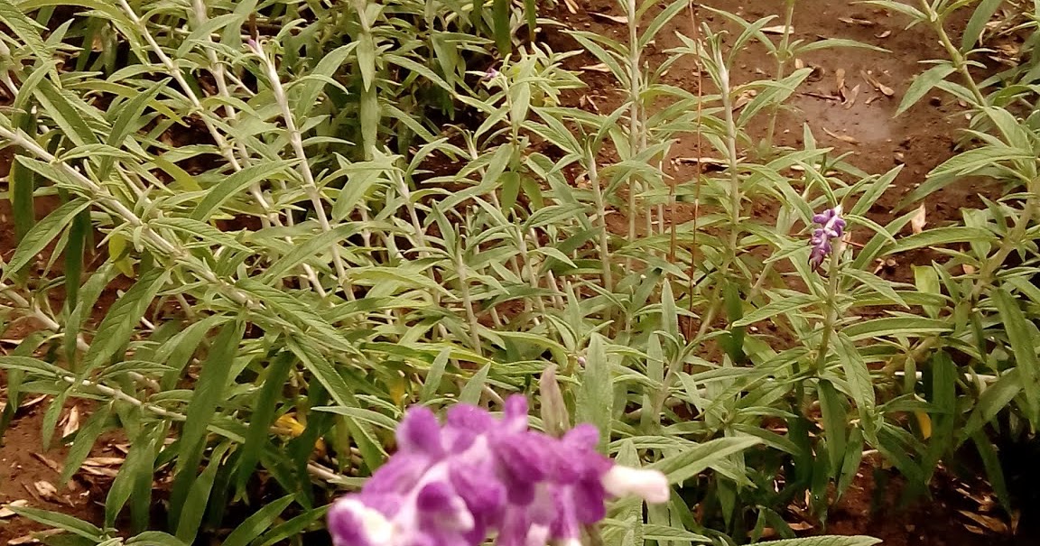 Las plantas Conceptos de Botánica y Especies Vegetales: CONCEPTO DE PLANTA Y SUS